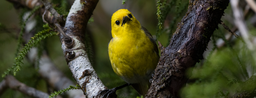 Southern Lakes Sanctuary Trust