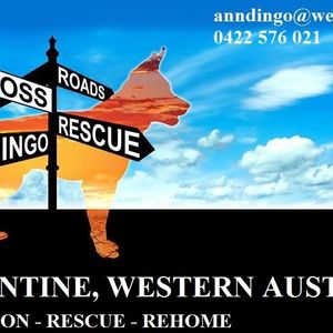 Crossroads Dingo Rescue