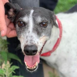 Hampshire Greyhound Rescue Logo