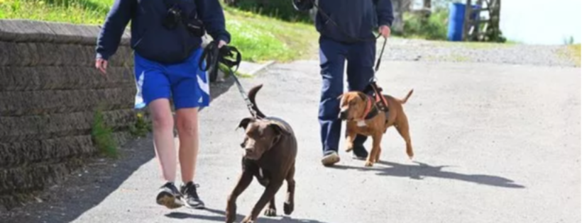 RSPCA Llys Nini