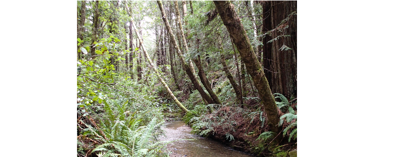 Sanctuary Forest, Inc.