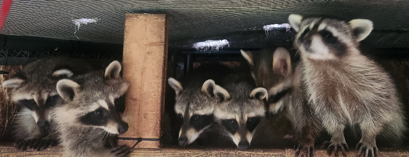 Halfway Home Wildlife Rehab