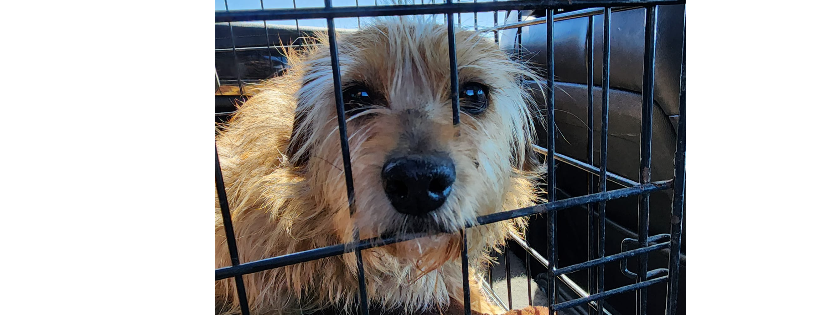 Rescue For Life Dog Rescue Inc