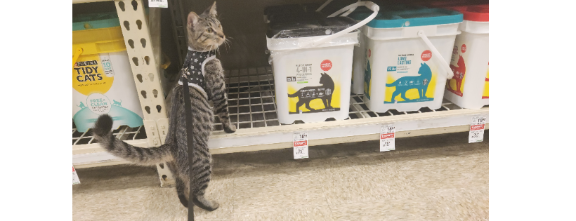 A PROMISED LAND ANIMAL RESCUE, INC