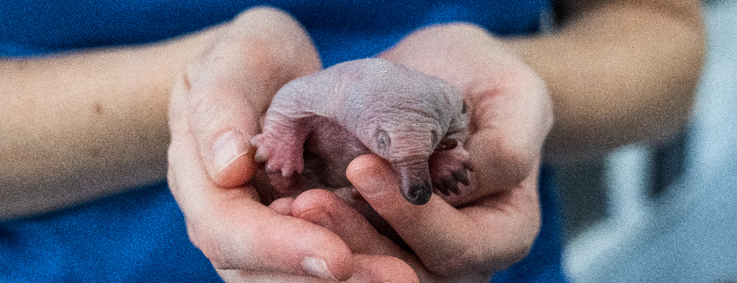 BYRON BAY WILDLIFE HOSPITAL