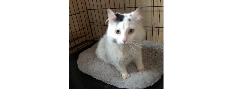 Kats cats retirement rescue