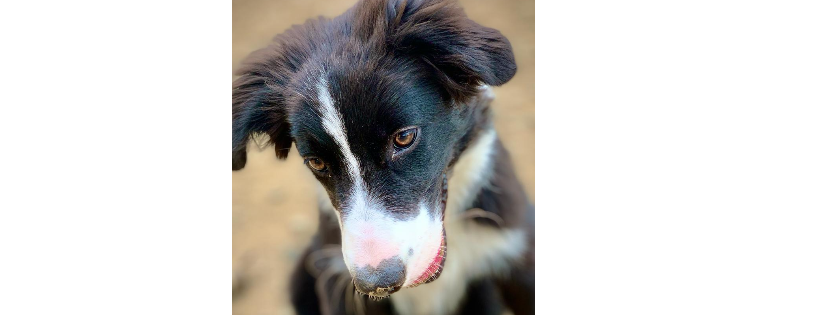 Diane Hart Collie Dog Rescue & Rehabiliation Centre