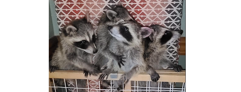 Wild Baby Raccoon Rescue