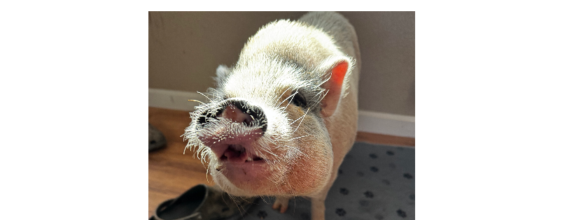 Pig Luv Co