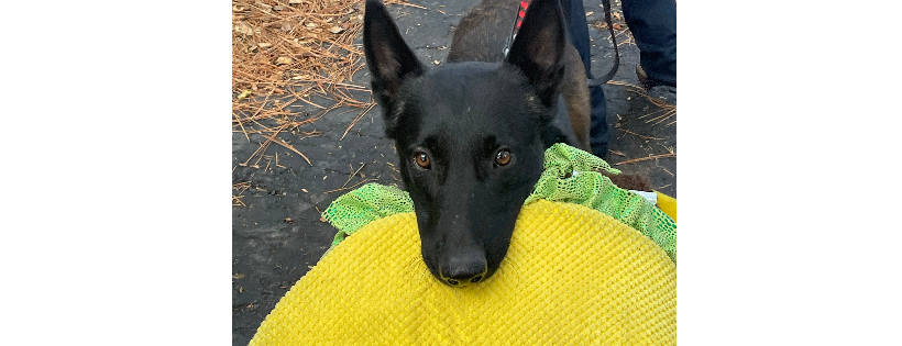 High Sierra Lifeline k9 Rescue