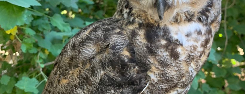 The Nature of Wildworks