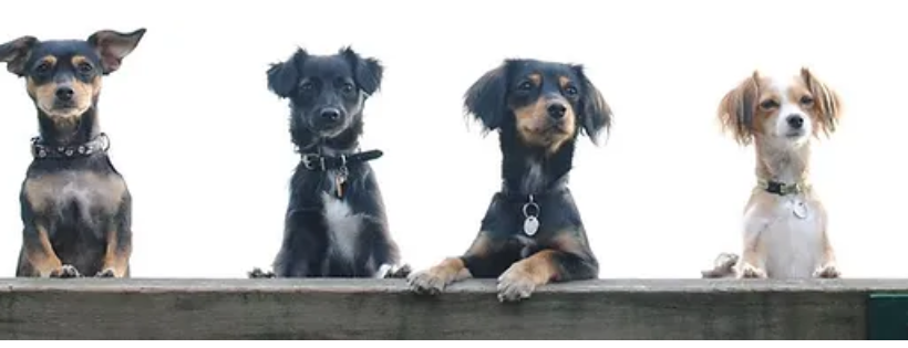 Home At Last Dog Rescue BC