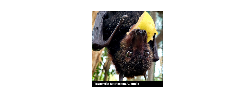 TOWNSVILLE BAT RESCUE AUSTRALIA