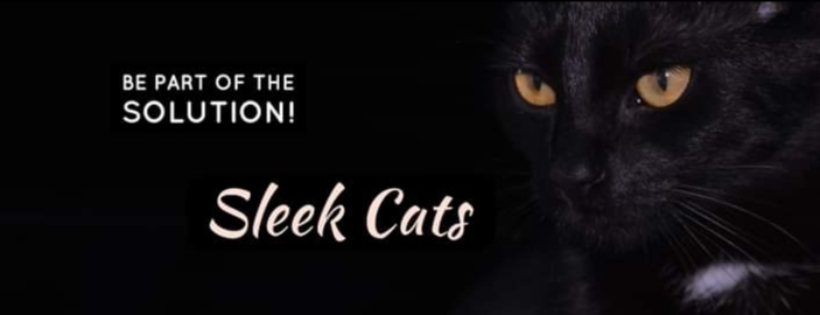 Sleek Cats on the Street