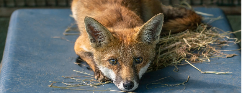 RSPCA North Wilts and Newbury District Branch