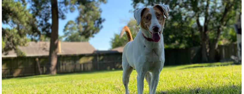 Akayas Adopted Crew Rescue and Sanctuary