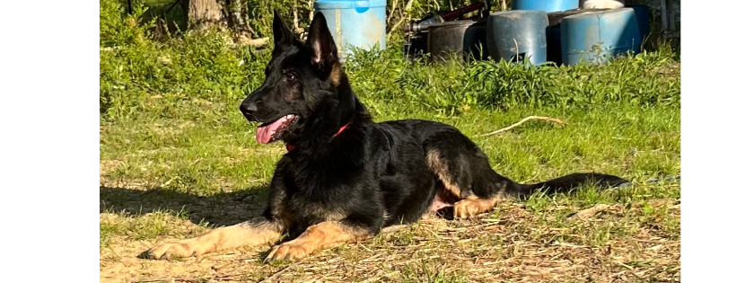 Gracie Acres Dog Rescue and Farm