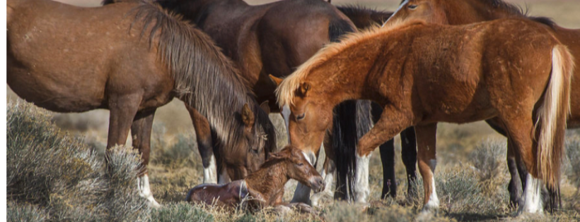 American Wild Horse Campaign