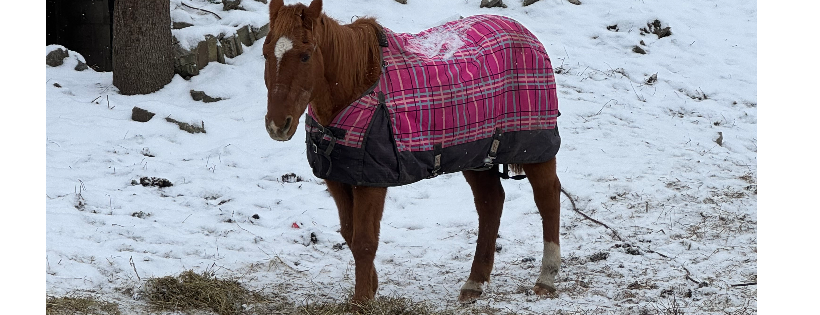 D&B Verbeek Horse Rescue and Sanctuary