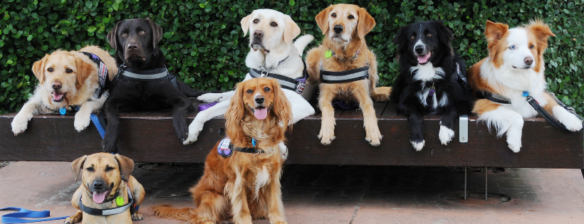 PTSD Dogs Australia Ltd