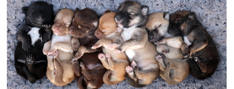 az small dog rescue