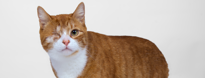 Manawatu Alley Cat Trust