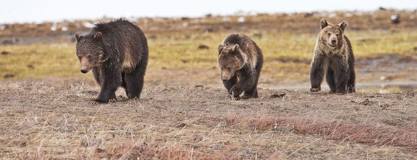 Greater Yellowstone Coalition