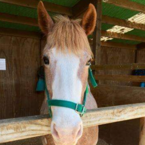 Riding for the disabled Whangarei