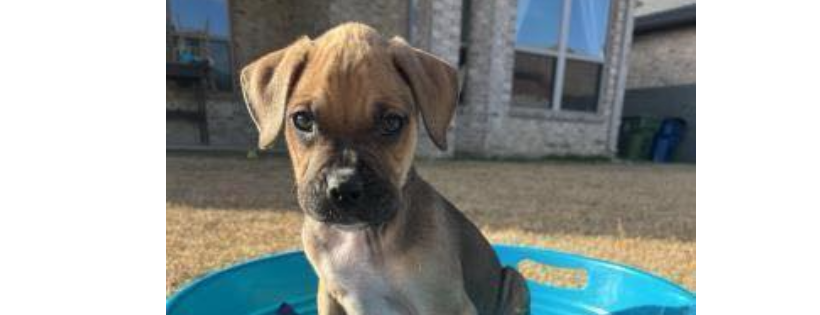 Apollo Support & Rescue for Abandoned Dogs