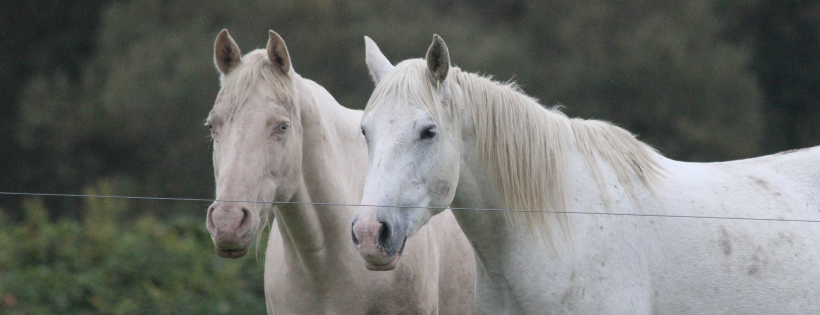 Kataluna Horse Rescue