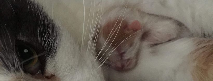 Saving Cats Inc.