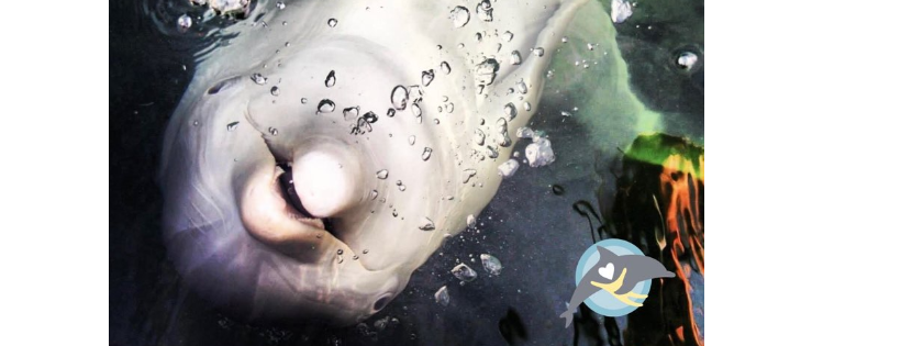 Island Dolphin Care