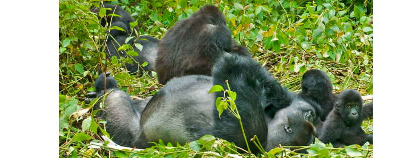 Endangered Species International