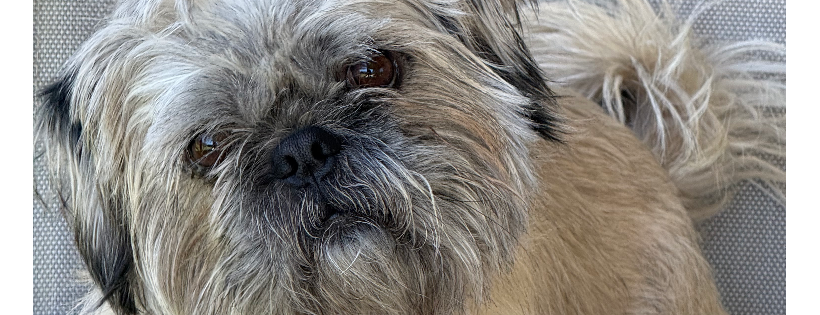Last chance dog rescue and rehabilitation