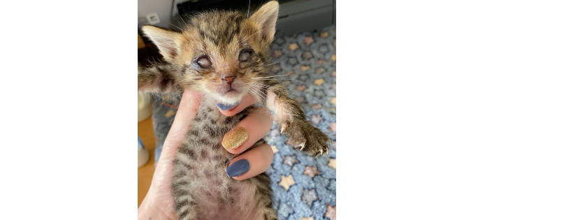Kenzies Kitten Rescue Inc