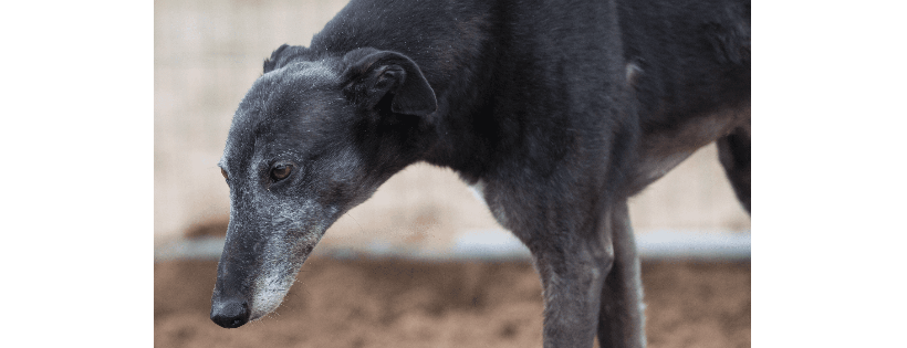 Tia Greyhound and lurcher rescue