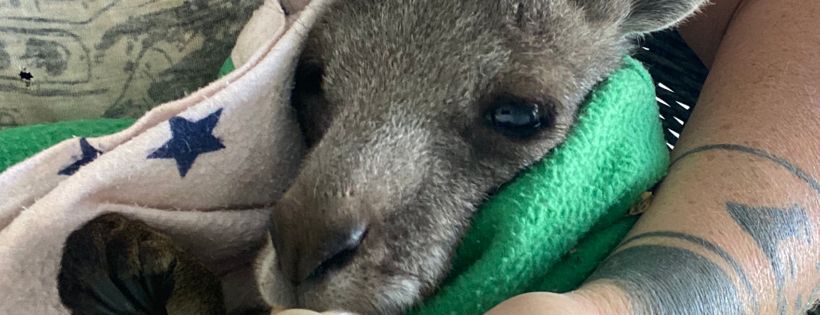 Dutch Thunder Wildlife Shelter