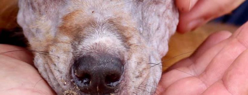 God's Dogs Rescue