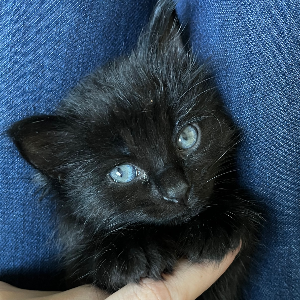 Black Cat Holistic Rescue Logo