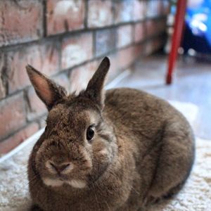 Archie's Angels Rabbit Rescue Society Logo