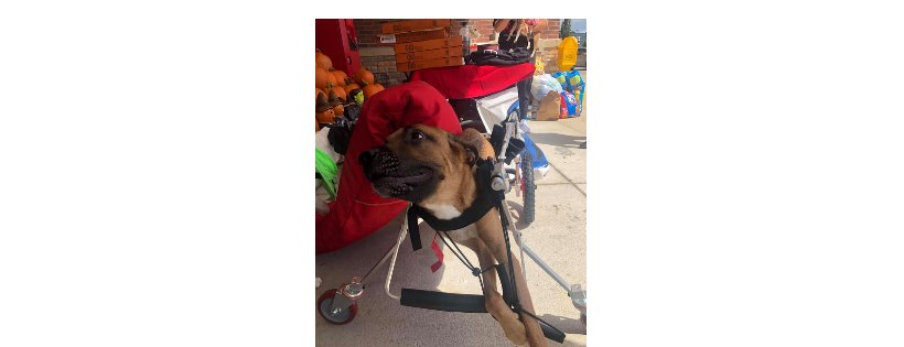 Operation Save A Shelter Dog