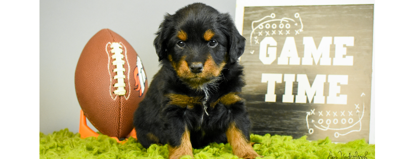 Lifeline Puppy Rescue