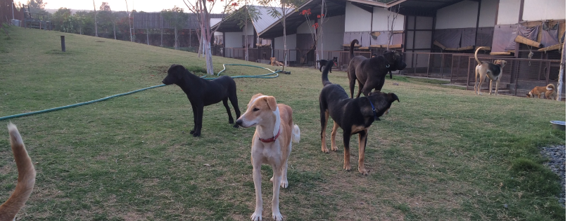Karma Animal Foundation