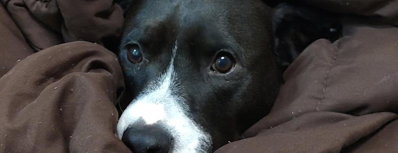 Whidbey Animals' Improvement Foundation (WAIF)