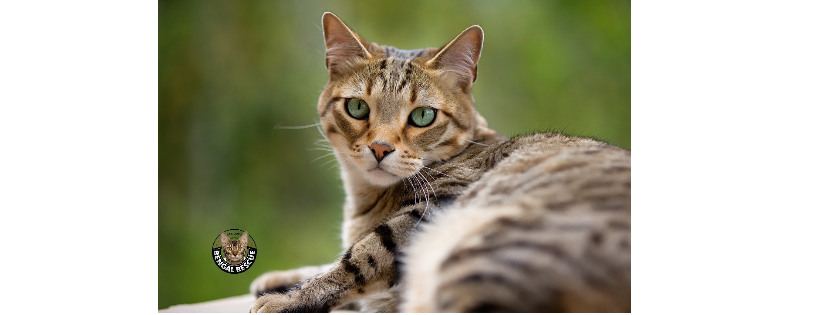 Bengal Rescue