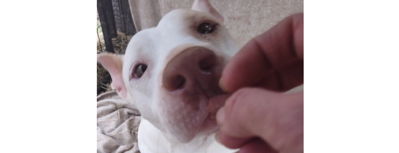 Voice for Animals Rescue and Sanctuary