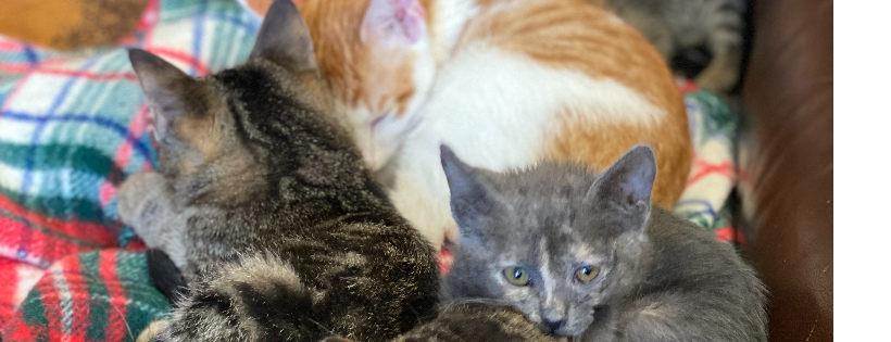 Rose Acres Rescue