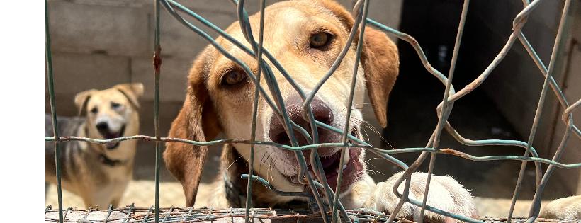OSPA Cabo Verde Cats and Dogs