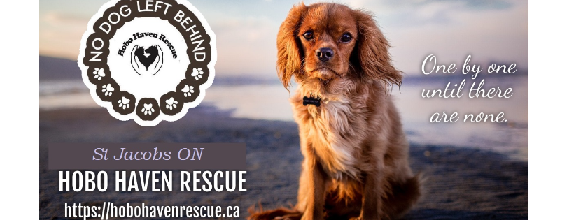 Hobo Haven Pet Rescue