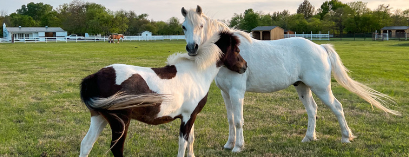 Wildling Animal Rescue, Inc.